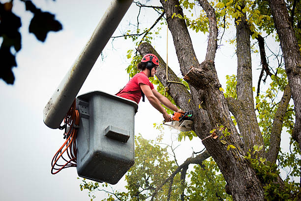 How Our Tree Care Process Works  in Dysart, IA